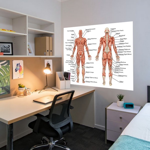 Anatomie - Les muscles humains